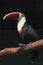 White-chested toucan. Ramphastos tucanus tucanus.