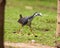 A White Chested water hen moving