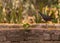 White Chested Water hen on a pond