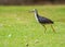 A White chested water hen roaming