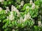 White chestnut blooms in spring, Lithuania