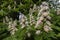 White chestnut tree flowers