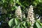 White chestnuts bloom in early spring