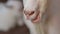 White chewing goat in the village. Nose closeup.
