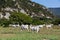 White Chianina breed cows on a tuscan field in Italy