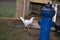 White chicken with black feathers walking in the dirt