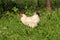 White chicken with black tail feathers going through garden looking for worms in uncut grass