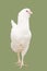 White chicken breed ameraucana. Isolate
