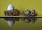 White chicken egg with a surprised face with quail eggs in nests on a yellow background
