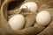 White chicken eggs on a background of homespun fabric with a rough texture. Close up