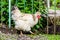 White chicken with forelock in the garden garden near the fence_