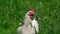 White chicken grazing on a farm.