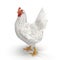 White Chicken or Hen. 3D illustration