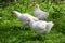 White chicken hens at farm