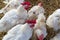 White chicken hens roosters 2