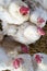 White chicken hens roosters -portrait-