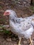 White chicken looking attentively. Beautiful chicken walks in farm