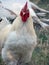 A white chicken looks for a worm