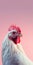 White Chicken With Pink Head - Photorealistic Portraiture