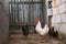 White Chicken Rooster Walking In Rustic Farmyard