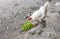 White chicken standing and eating green foliage on the grand in a rural garden in the countryside