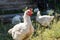 White chicken stands on a rural street in the countryside, against the background of the wooden shed and grazing hens.