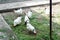 White chicken walking on the chicken coop in the spring. Agriculture. Ornithology. Poultry yard.