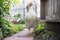 White Chicken Walking Down Fenced Pathway into Garden Setting