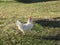 White Chicken Walking Tall on Farm