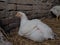 White chickens farm, real scenery. Chickens in the village barn. Raising poultry for the production of eggs and meat