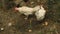 White chickens in a private farm eat grass. The concept of agriculture