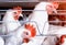 White chickens sit behind bars in a poultry farm, the production of broiler chickens, hennery, close-up