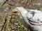 White chickens walk and graze in the open air, home yard with chickens