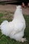 White chickens walk on the ground. Chicken raising ideas