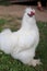 White chickens walk on the ground. Chicken raising ideas