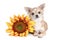 White chihuahua dog lying with sunflower
