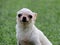 White Chihuahua dog portrait look at the camera with her big eyes.