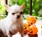 White Chihuahua dog sit with Halloween pumpkin light decoration for Halloween holiday party