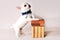 White Chihuahua Puppy with Gift Box