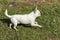 White chihuahua running fast