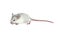 White child cute mouse on white background