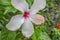 White China Rose flower at Garden | White Hibiscus Flower