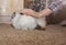 White chinchilla at home. Woman stroking cute fluffy pet