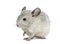 White chinchilla raising a paw, isolated