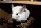 White chinchilla is sitting on the chair. Cute home pet