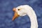 White Chinese Goose (Anser cygnoides)