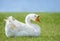 White Chinese Goose Anser cygnoides