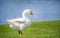 White Chinese Goose Anser cygnoides