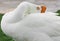 White Chinese goose sleeping