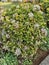 White Chinese ixora plant in the garden